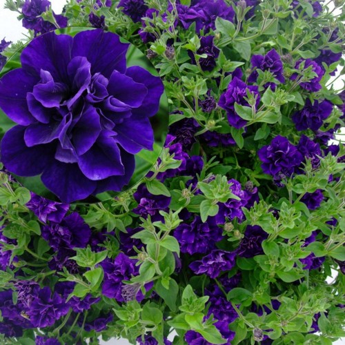 Petunia atkinsiana 'Tumbelina® Belinda' - Petuunia 'Tumbelina® Belinda' P9/0,55L
